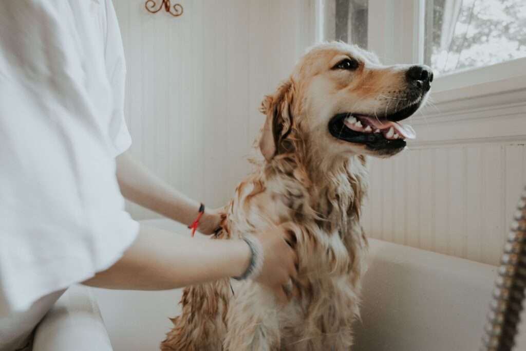 how to get rid of your dog's fleas at home