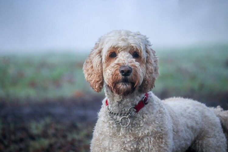 HOW TO TELL WHAT COAT A LABRADOODLE PUPPY WILL HAVE