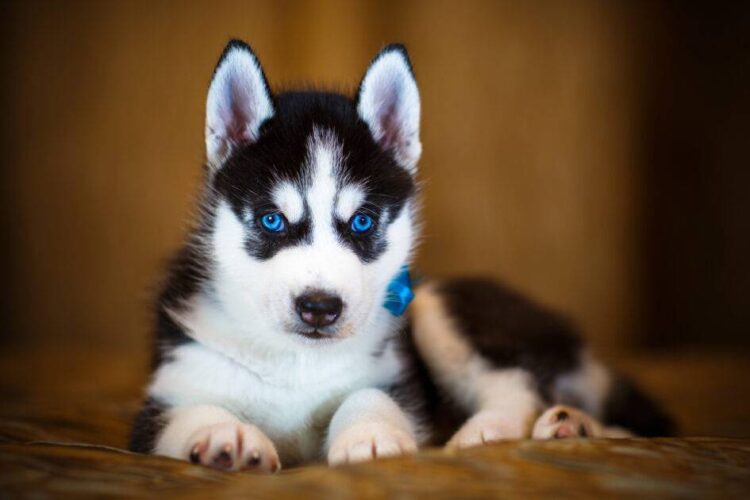 A PUREBRED HUSKY PUPPY: THE TRUTH ABOUT THE COST