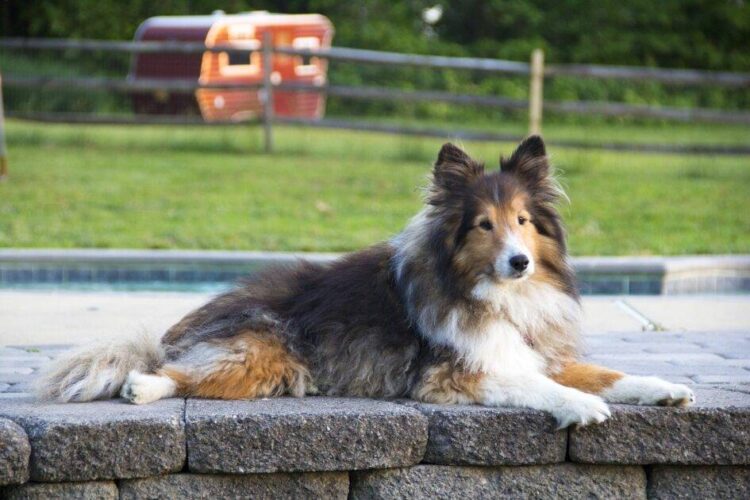 AMAZING! THE STAGGERING TRUTH ABOUT COLLIE PUPPY PRICES!