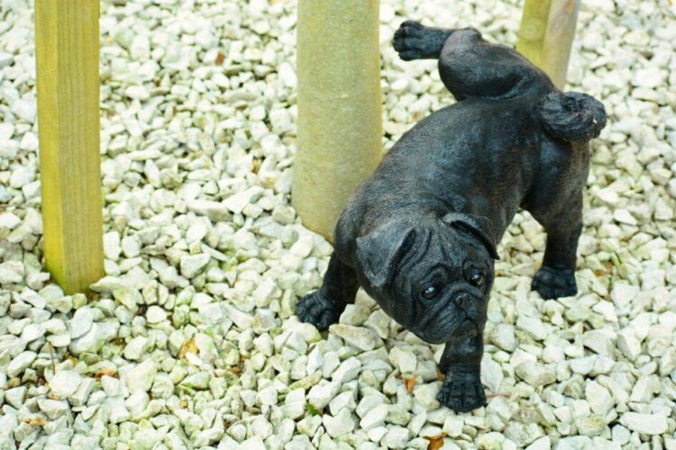 YOUR PUPPY SMELLS OF URINE NOW, LEARN THE REASONS WHY!